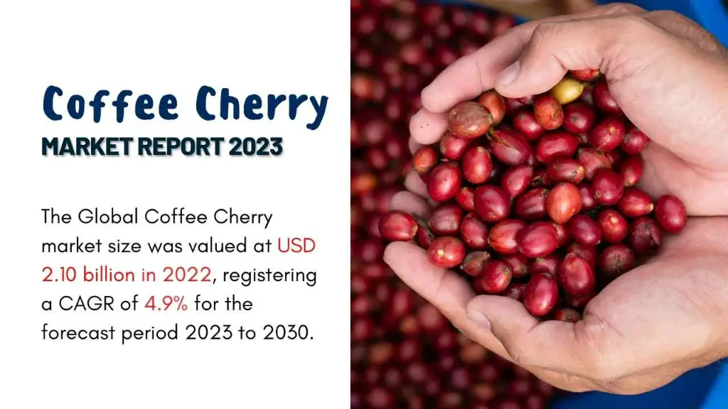Coffee Cherry Market Report
